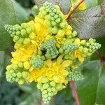 Berberis repens Blüte