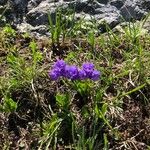 Primula glutinosa Blomst