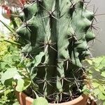 Ferocactus wislizeni পাতা