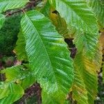 Castanea crenata 葉