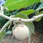 Solanum crinitum Frucht