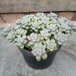 Sedum mendozae 形态