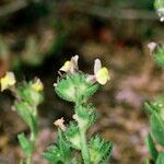 Linaria arenaria Autre