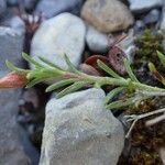 Fumana procumbens Habit