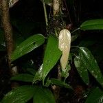 Anthurium subsignatum Other