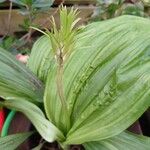 Calanthe triplicata Cvet