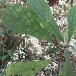 Laportea humblotii Hostoa