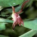 Bulbophyllum macranthum Blomma