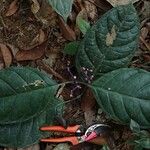 Chassalia zenkeri Hostoa