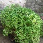 Selaginella kraussiana 葉