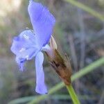 Abolboda poarchon Flower