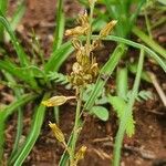 Chlorophytum affine Lorea