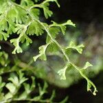 Hymenophyllum polyanthos Folla