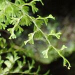 Hymenophyllum polyanthos Листок