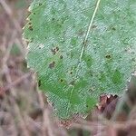 Betula pubescens 葉