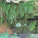Adiantum capillus-veneris Hoja