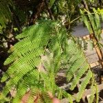 Acacia angustissima Hoja