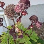 Angelica gigas Fiore