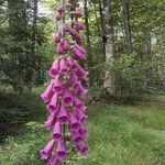 Digitalis purpurea Virág