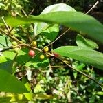 Ficus montana Fruit