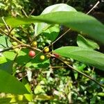 Ficus montana Fruto