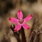 Pistorinia hispanica Flower