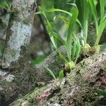 Prosthechea cochleata Feuille