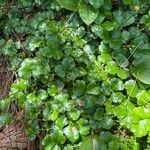 Coptis trifolia Hoja
