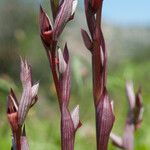 Serapias bergonii Floare