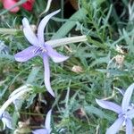Isotoma axillaris फूल