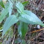 Hieracium sabaudum Foglia