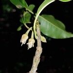 Manilkara staminodella Flower