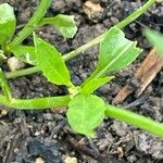 Raphanus raphanistrum Leaf