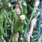 Hatiora salicornioides Flower
