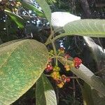 Psychotria micrantha ഫലം