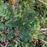 Erodium acauleLeaf