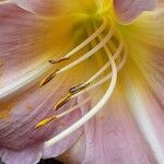 Lilium regale Çiçek
