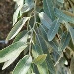 Elaeagnus angustifolia 叶