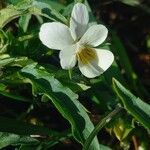 Viola arvensis Žiedas