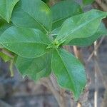 Allamanda blanchetii Leaf