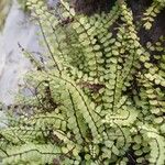 Asplenium trichomanes Folha