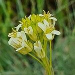 Turritis glabra Λουλούδι