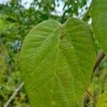 Alchornea cordifolia Leaf