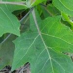 Solanum stramoniifolium Lehti