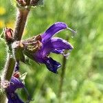 Salvia pratensis Flower