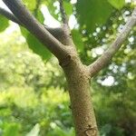 Macaranga indica Corteza