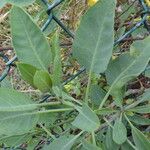 Nicotiana glauca Листок