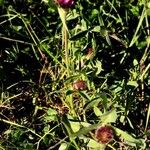 Trifolium spadiceum फूल