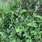 Convolvulus arvensis Habit