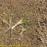 Eleocharis parvula Habitat